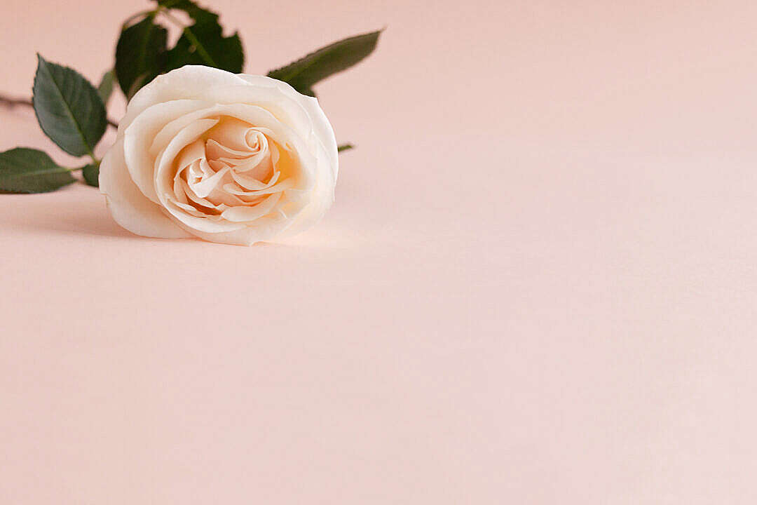 老婆離婚態度堅決怎様挽回